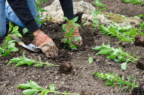Chelsfield gardeners trained in safe outdoor maintenance