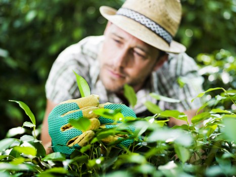 Supplier audit process for ethical gardening services