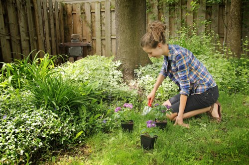 Mowing and feeding a Chelsfield lawn