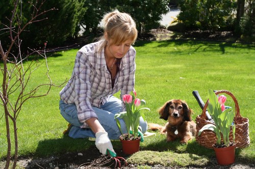 Chelsfield garden maintenance with pruning and tidy landscaping