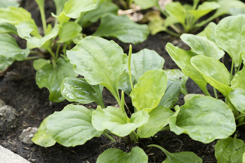 irrigation system Garden